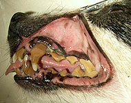 zubní kámen - odontolithiaza - jeden z nejčastějších zdravotních problémů psů a koček. Vede často k závažným zdravotním komplikacím nejen v dutině ústní.